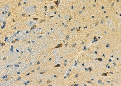 Invitrogen CADM3 Polyclonal Antibody 100 &mu;L; Unconjugated:Antibodies,