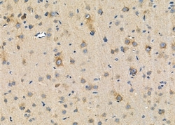 Invitrogen CADM3 Polyclonal Antibody 100 &mu;L; Unconjugated:Antibodies,