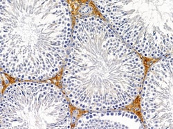 Invitrogen TMEM30B Polyclonal Antibody 100 &mu;L; Unconjugated:Antibodies,