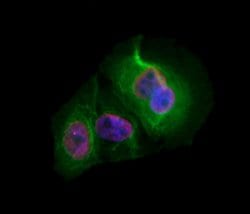 Invitrogen CDCA7 Polyclonal Antibody 100 &mu;L; Unconjugated:Antibodies,
