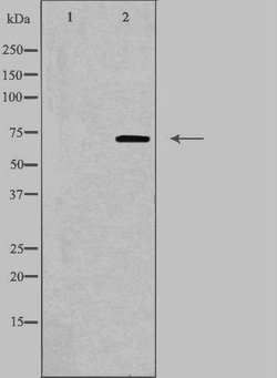Invitrogen COL13A1 Polyclonal Antibody 100 &mu;L; Unconjugated:Antibodies,