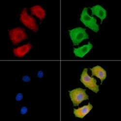 Invitrogen COL20A1 Polyclonal Antibody 100 &mu;L; Unconjugated:Antibodies,