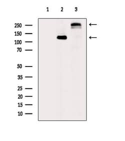 Invitrogen COL20A1 Polyclonal Antibody 100 &mu;L; Unconjugated:Antibodies,