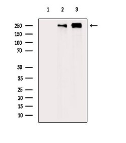 Invitrogen COL20A1 Polyclonal Antibody 100 &mu;L; Unconjugated:Antibodies,