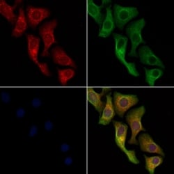 Invitrogen Cytochrome P450 Pan Polyclonal Antibody 100 &mu;L; Unconjugated:Antibodies,