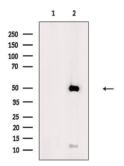Invitrogen Cytochrome P450 Pan Polyclonal Antibody 100 &mu;L; Unconjugated:Antibodies,