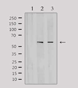 Invitrogen CYP3A4/CYP3A5 Polyclonal Antibody 100 &mu;L; Unconjugated:Antibodies,
