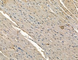 Invitrogen CYP7B1 Polyclonal Antibody 100 &mu;L; Unconjugated:Antibodies,