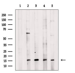 Invitrogen CYTL1 Polyclonal Antibody 100 &mu;L; Unconjugated:Antibodies,