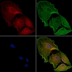 Invitrogen FRS3 Polyclonal Antibody 100 &mu;L; Unconjugated:Antibodies,