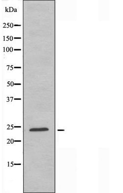 Invitrogen Bcl-W Polyclonal Antibody 100 &mu;L; Unconjugated:Antibodies,