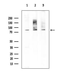 Invitrogen EXO1 Polyclonal Antibody 100 &mu;L; Unconjugated:Antibodies,