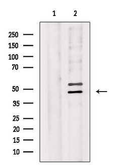 Invitrogen WWOX Polyclonal Antibody 100 &mu;L; Unconjugated:Antibodies,