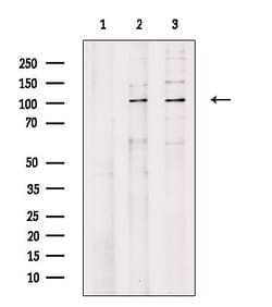 Invitrogen EFTUD2 Polyclonal Antibody 100 &mu;L; Unconjugated:Antibodies,