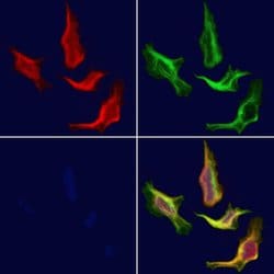 Invitrogen MRPS17 Polyclonal Antibody 100 &mu;L; Unconjugated:Antibodies,