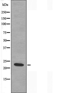 Invitrogen MRPS17 Polyclonal Antibody 100 &mu;L; Unconjugated:Antibodies,