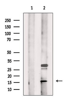 Invitrogen MRPS18C Polyclonal Antibody 100 &mu;L; Unconjugated:Antibodies,