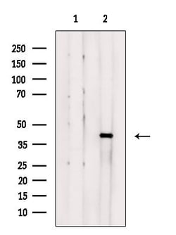 Invitrogen MRPS35 Polyclonal Antibody 100 &mu;L; Unconjugated:Antibodies,