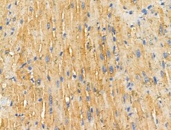 Invitrogen HSD3B7 Polyclonal Antibody 100 &mu;L; Unconjugated:Antibodies,