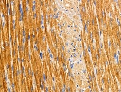 Invitrogen HSD3B7 Polyclonal Antibody 100 &mu;L; Unconjugated:Antibodies,