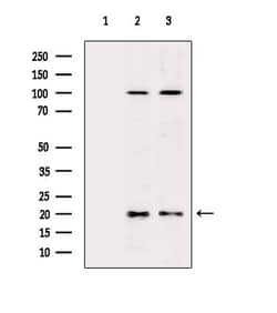 Invitrogen MRPL54 Polyclonal Antibody 100 &mu;L; Unconjugated:Antibodies,
