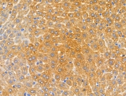 Invitrogen MRPL16 Polyclonal Antibody 100 &mu;L; Unconjugated:Antibodies,