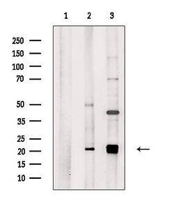 Invitrogen MRPL18 Polyclonal Antibody 100 &mu;L; Unconjugated:Antibodies,