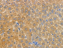 Invitrogen MRPL20 Polyclonal Antibody 100 &mu;L | Buy Online | Invitrogen&trade; | Fisher Scientific