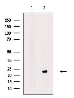 Invitrogen MRPL21 Polyclonal Antibody 100 &mu;L; Unconjugated:Antibodies,