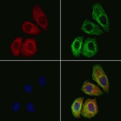 Invitrogen MRPL35 Polyclonal Antibody 100 &mu;L; Unconjugated:Antibodies,