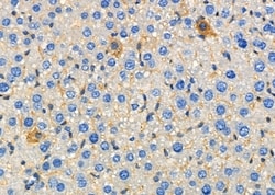 Invitrogen MRPL35 Polyclonal Antibody 100 &mu;L; Unconjugated:Antibodies,