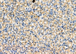 Invitrogen MRPL35 Polyclonal Antibody 100 &mu;L; Unconjugated:Antibodies,