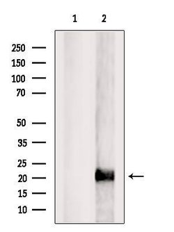Invitrogen MRPL35 Polyclonal Antibody 100 &mu;L; Unconjugated:Antibodies,