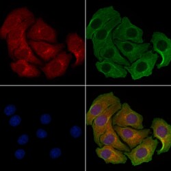 Invitrogen MRPL46 Polyclonal Antibody 100 &mu;L; Unconjugated:Antibodies,