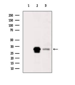 Invitrogen MRPL46 Polyclonal Antibody 100 &mu;L; Unconjugated:Antibodies,