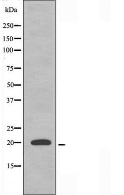 Invitrogen MRPL51 Polyclonal Antibody 100 &mu;L; Unconjugated:Antibodies,