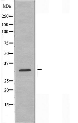 Invitrogen MRPL9 Polyclonal Antibody 100 &mu;L; Unconjugated:Antibodies,