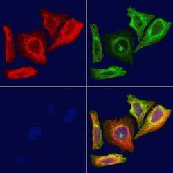 Invitrogen RPS20 Polyclonal Antibody 100 &mu;L; Unconjugated:Antibodies,