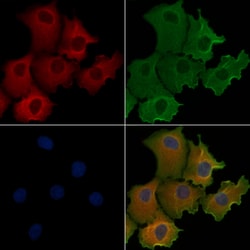 Invitrogen AZI1 Polyclonal Antibody 100 &mu;L; Unconjugated:Antibodies,