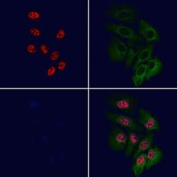 Invitrogen RPL11 Polyclonal Antibody 100 &mu;L; Unconjugated:Antibodies,