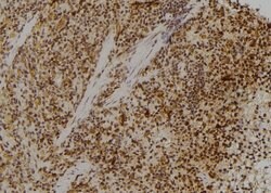 Invitrogen RPL23 Polyclonal Antibody 100 &mu;L; Unconjugated:Antibodies,