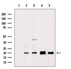 Invitrogen RPL26L1 Polyclonal Antibody 100 &mu;L; Unconjugated:Antibodies,
