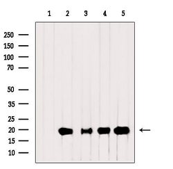 Invitrogen RPL28 Polyclonal Antibody 100 &mu;L; Unconjugated:Antibodies,