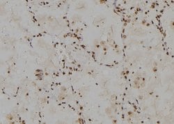 Invitrogen RPL30 Polyclonal Antibody 100 &mu;L | Buy Online | Invitrogen&trade; | Fisher Scientific