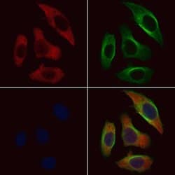 Invitrogen RPL36 Polyclonal Antibody 100 &mu;L; Unconjugated:Antibodies,