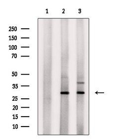 Invitrogen PHAPI2 Polyclonal Antibody 100 &mu;L; Unconjugated:Antibodies,