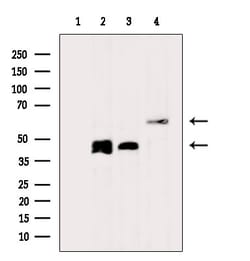 Invitrogen ARFGAP1 Polyclonal Antibody 100 &mu;L; Unconjugated:Antibodies,