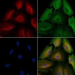 Invitrogen AARSD1 Polyclonal Antibody 100 &mu;L; Unconjugated:Antibodies,