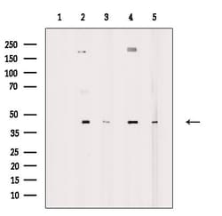 Invitrogen AARSD1 Polyclonal Antibody 100 &mu;L; Unconjugated:Antibodies,