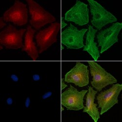 Invitrogen Amphiphysin Polyclonal Antibody 100 &mu;L; Unconjugated:Antibodies,